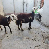 میش پلنگی