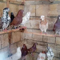 کفتر پرشی نسل قدیم
