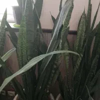 گل سانسوریا باگلدون بزرگ