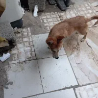 توله سگ جوان نر به فروش میرسد