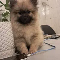 سک پامرین اصلی ۴ماه هست واکسن خورده