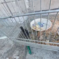 قفس|لوازم جانبی حیوانات|اسلامشهر, مظفریه|دیوار