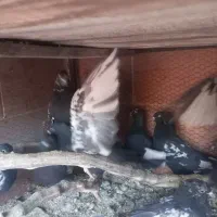کبوتر|پرنده|کرمان, |دیوار