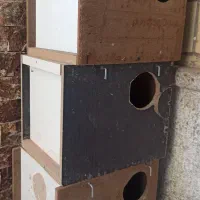 لانه لونه عروس هلندی . قفس ۵۲