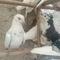 کفتر|پرنده|شهریار, رضی آباد بالا|دیوار