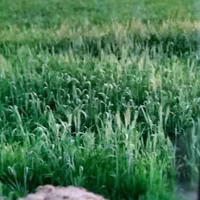 فروش ۶هکتار زمین کشاورزی