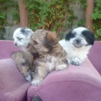 میکس شیتزو فلت اشتپیز مینی