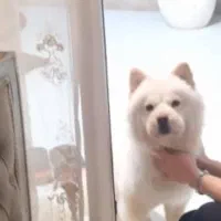 فروش و واگذاری سگ چاو چاو اصل ژاپن