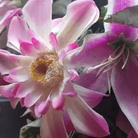 فروش فوری زمین مسکونی پشت محراب شهرک دودمان