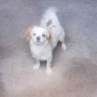 سگ تربیت شده پاکوتاه