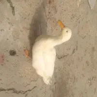 اردک فروش فوری