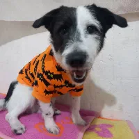 واگذاری سگ ۱ ساله