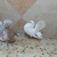 کبوتر دم چتری آمریکایی اصل|پرنده|اهواز, کوی راه کربلا|دیوار