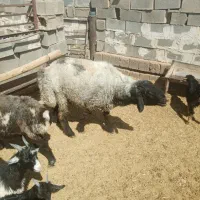 فروش قوچ ترکی