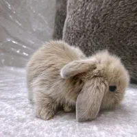 خرگوش لوپ مینیاتور دو عدد