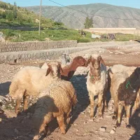 قوچ سنجابی اصل