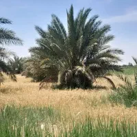 ۵ هکتار زمین حفار شرقی فرصت طلایی...عکس تزینی|فروش زمین و ملک کلنگی|آبادان, |دیوار