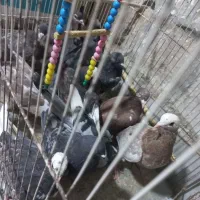 کبوتر ارزون|پرنده|جوین, |دیوار