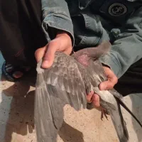 آلمانی|پرنده|خوسف, |دیوار