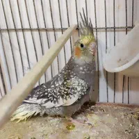 جفت عروس هلندی نر و ماده|پرنده|شیراز, شاهچراغ|دیوار