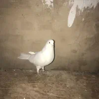 فرو|پرنده|معصومیه, |دیوار