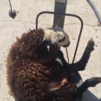 خدمات قصابی مراسمات شما|خدمات پذیرایی، مراسم|نظرآباد, نجم آباد|دیوار