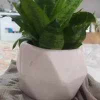 گل و گیاه|گل و گیاه طبیعی|اصفهان, صدف|دیوار