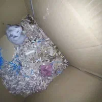 همستر معاوضه میکنم