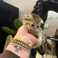 بریتیش گلد تبی|گربه|رشت, گلسار|دیوار