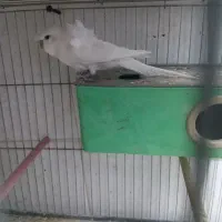 مرغ عشق پروانه ای|پرنده|آذرشهر, |دیوار