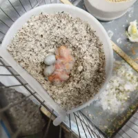 قناری جفت جوجه مهست|پرنده|اهواز, نیوساید|دیوار