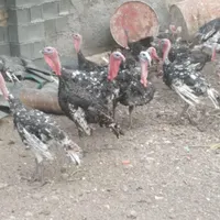 بوغلمون برنز ۶ ماهه|حیوانات مزرعه|جوادآباد, |دیوار