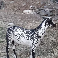 ۳عدد بز صلاله ۲ماده ۱ نر