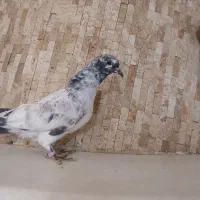 جوجه کبوتر  شماره دار