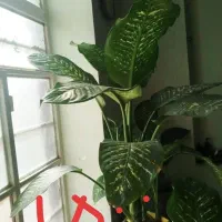 گل دیفن باخیا|گل و گیاه طبیعی|شیراز, گویم|دیوار