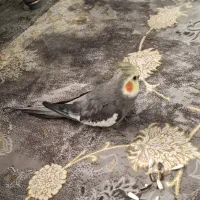 عروس هلندی نر