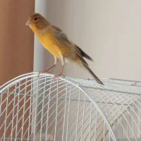 قناری نر|پرنده|اصفهان, گرکان|دیوار