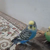 دوتا  مرغ عشق  نر