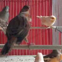 قناری جوان|پرنده|فولادشهر, زاینده رود|دیوار