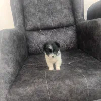 واگذار واگذار سایز 0|سگ|بم, |دیوار