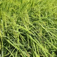برنج فجر سوزنی محصول امسال