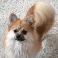 سگ پامر روباهی ماده یک ساله عقیم نشده