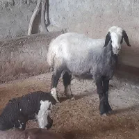 یک شیشک سینه کرده دو تا دوقلو|حیوانات مزرعه|مینودشت, |دیوار