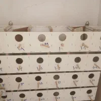 لانه پرنده|لوازم جانبی حیوانات|نیشابور, محله میدان باغات|دیوار