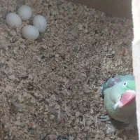 شاه طوطی مولد|پرنده|سمنان, |دیوار