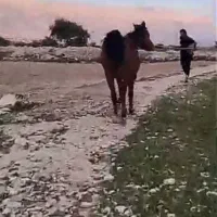 مادیون ترکی