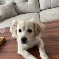 سگ اشپیتز ماده