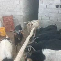 دوازده چوش نر با این شماره بگیرید|حیوانات مزرعه|نیریز, |دیوار