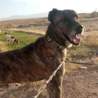 سگ نر دیونه