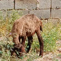 فروش ۶ عدد کاور یا بره سالم توجه توجه قیمت همه|حیوانات مزرعه|سقز, |دیوار